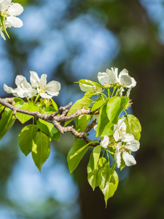White blossoming apple trees. White apple tree flowers. Spring season, spring colorsの写真素材
