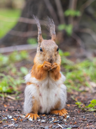 Squirrel eats a nut while sitting in green grass. Eurasian Red squirrel, Sciurus vulgaris, sitting in grass and eating nut against bright green backgroundの写真素材