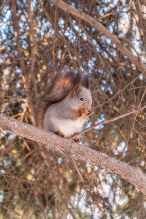 The squirrel with nut sits on tree in the winter or late autumn. Eurasian red squirrel, Sciurus...