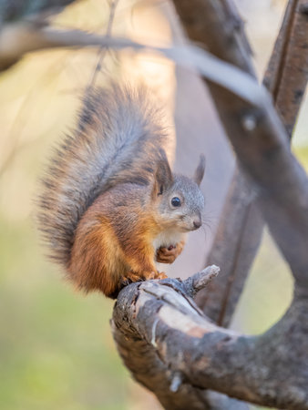 Autumn squirrel sits on a branch. Wild animal. Autumn forest.