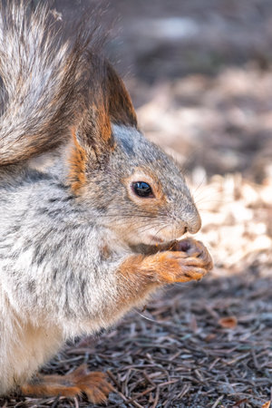 Squirrel in autumn or spring with nut on the green grass with fallen yellow leaves. Squirrel looking for food on the ground. Wild animal. Autumn or spring forest.の写真素材