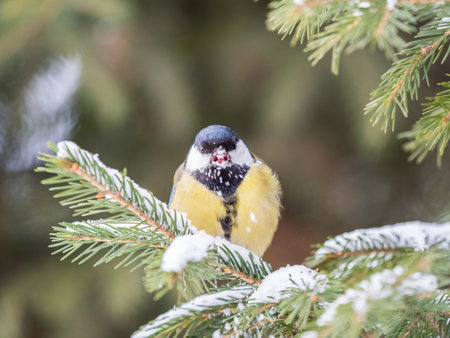 Cute bird Great tit, songbird sitting on the fir branch with snow in winter. Parus majorの写真素材