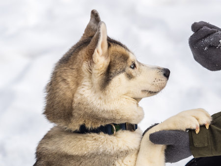 Portrait of the Siberian Husky dog black and white color with blue eyes in winter. Portrait of a husky dog on a background of white snow.の写真素材