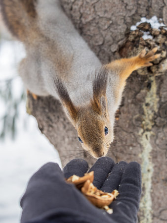 Squirrel in the winter eating nuts from a man's hand. Caring for animals in winter or autumn. Eurasian red squirrel, Sciurus vulgarisの写真素材