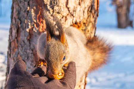 Squirrel in the winter eating nuts from a man's hand. Caring for animals in winter or autumn. Eurasian red squirrel, Sciurus vulgarisの写真素材