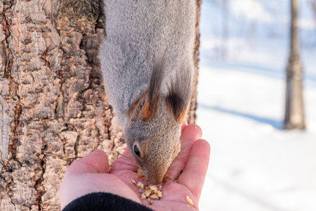 Squirrel in the winter eating nuts from a man's hand. Caring for animals in winter or autumn. Eurasian red squirrel, Sciurus vulgarisの写真素材