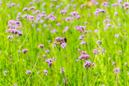 Verbena bonariensis flowers, Argentinian Vervain or Purpletop Vervain, Clustertop Vervain, Tall Verbena, Pretty Verbena, in garden on green blured backgroundの写真素材
