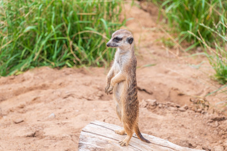 Meerkat, Suricata suricatta, on hind legs. Portrait of meerkat standing on hind legs with alert expression. Portrait of a funny meerkat sitting on its hind legs and watching out for enemiesの写真素材