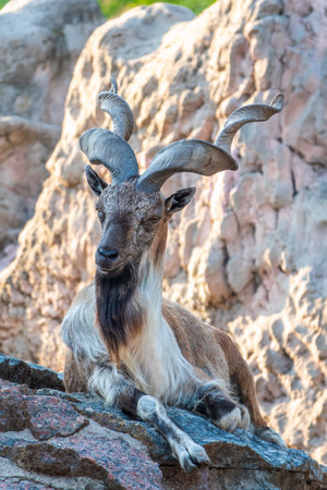 Close-up portrait of Markhor, Capra falconeri, wild goat native to Central Asia, Karakoram and the Himalayas. Males have tightly curled, corkscrew-like horns, up to 160 cm longの写真素材