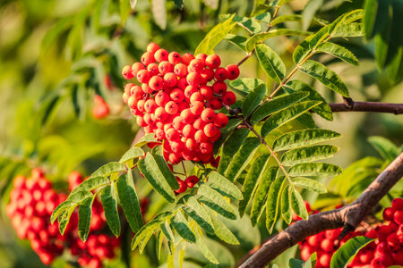 A bunch of red rowan in autumn leaves. Autumn bright red rowan berries with leavesの写真素材