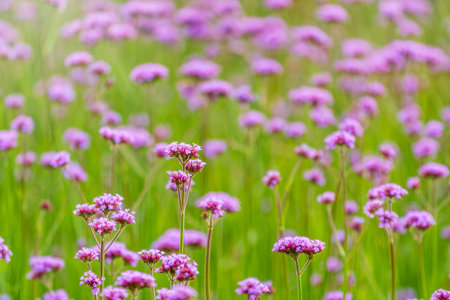 Verbena bonariensis flowers, Argentinian Vervain or Purpletop Vervain, Clustertop Vervain, Tall...