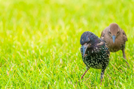 The common starling or European starling, Sturnus vulgaris, on a sprng lawn. Close-up of foraging parent animal collecting food.の写真素材