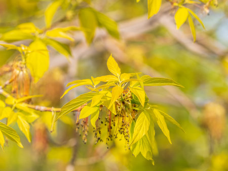 Box elder tree fresh spring leaves