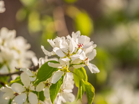 White blossoming apple trees in the sunset light. Spring season, spring colors. White flowers of a blooming apple tree on a sunny day close-up.の写真素材