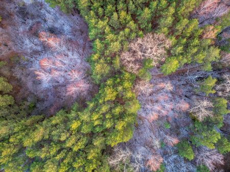 Aerial drone view of stunning colorful autumn fall forest. Drone Aerial View Concept.