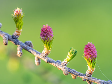 Larch tree fresh pink cones blossom at spring on nature background. Branches with young needles European larch Larix decidua with pink flowers.の写真素材