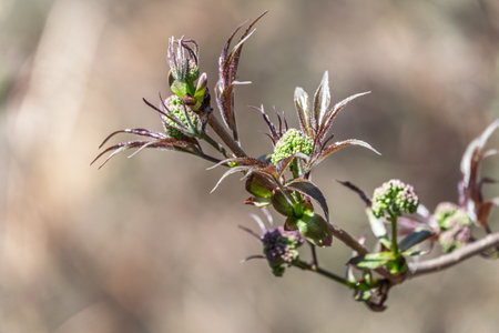 Small buds of sambucus racemosa in early spring time. Closeup of Red-berried Elderの写真素材