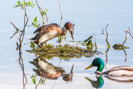 Great Crested Grebe, Podiceps cristatus, water bird sitting on the nest, nesting time on the green lake, bird in the nature habitat. Elegant waterbird in the family Podicipedidae nesting on lake.の写真素材
