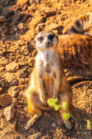 Meerkat, Suricata suricatta, on hind legs. Portrait of meerkat standing on hind legs with alert expression. Portrait of a funny meerkat sitting on its hind legs and watching out for enemiesの写真素材