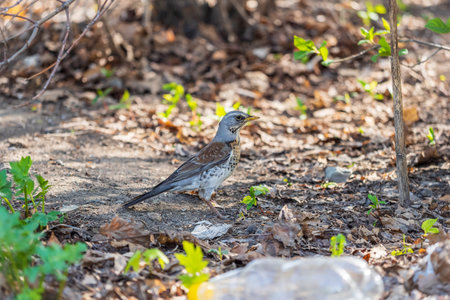 Wood bird Fieldfare on a spring lawn. Fieldfare, Turdus pilaris. Close-up of foraging parent animal collecting food.の写真素材