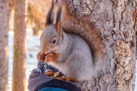 Squirrel in the winter eating nuts from a man's hand. Caring for animals in winter or autumn....
