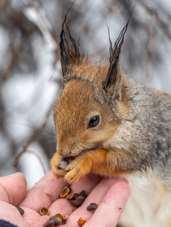 Squirrel in the winter eating nuts from a man's hand. Caring for animals in winter or autumn....