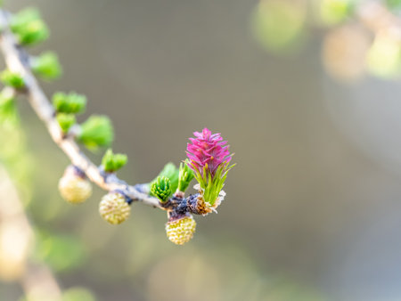Larch tree fresh pink cones blossom at spring on nature background. Branches with young needles European larch Larix decidua with pink flowers.の写真素材