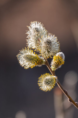 Nature awakes in spring. Blooming willow twigs and furry willow-catkins, so called seals or cats....