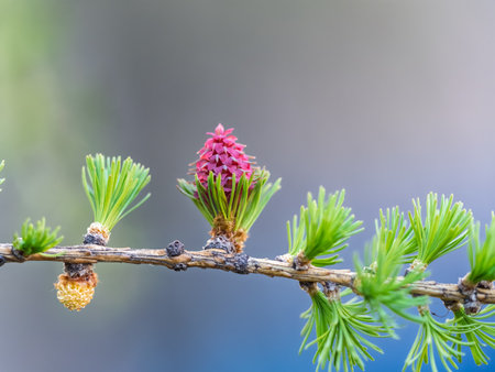 Larch tree fresh pink cones blossom at spring on nature background. Branches with young needles European larch Larix decidua with pink flowers.の写真素材