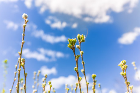 spring rose hips, dog-rose with fresh young foliage, leaves have just blossomed, thorny branches with thorns, bottom view against the background of a blue skyの写真素材