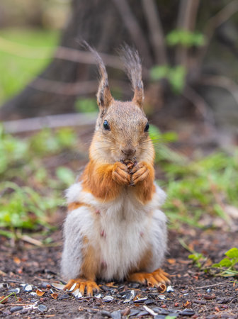 Squirrel eats a nut while sitting in green grass. Eurasian Red squirrel, Sciurus vulgaris, sitting...