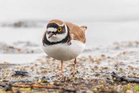 Little ringed plover in natural habitat. Portrait of Little ringed plover, bird standing on lake...