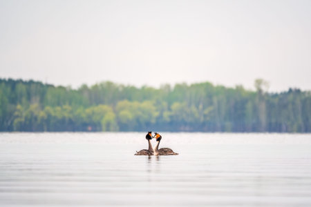 Mating games of two water birds Great Crested Grebes. Two waterfowl birds Great Crested Grebes swim...