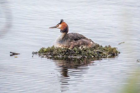 Great Crested Grebe, Podiceps cristatus, water bird sitting on the nest, nesting time on the green...