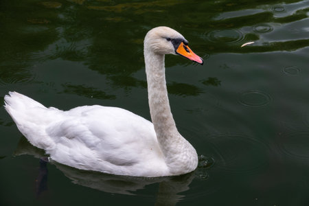 A graceful white swan swimming on a lake with dark water. The white swan is reflected in the water....