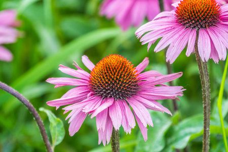 Herbal Echinacea Flowers. Herbal Echinacea or Coneflower flowers in a garden. Echinacea flowers. Pink bright and vibrant flower. Farming and harvesting. Sunny day.の写真素材
