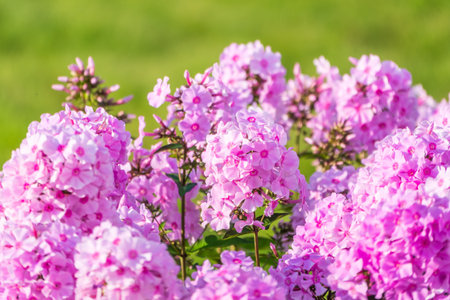 Pink phlox flowers. Phlox paniculata. Flowering herbaceous plants. Blooming phlox paniculata in the garden. Floral background of pink blooming Phlox paniculata. Texture effect, selective focus.の写真素材