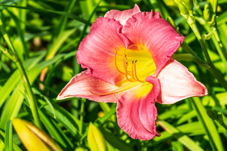 Close up of a pink daylily flower in bloom. A daylily is a flowering plant in the genus Hemerocallis.の写真素材