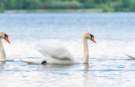 Graceful white Swan swimming in the lake, swans in the wild. Portrait of a white swan swimming on a lake. The mute swan, latin name Cygnus olor.の写真素材