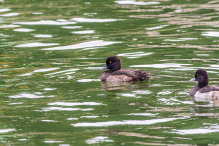 Male tufted duck, Aythya fuligula, swim in the pond. The tufted duck is a small diving duck of the Anatidae family.の写真素材