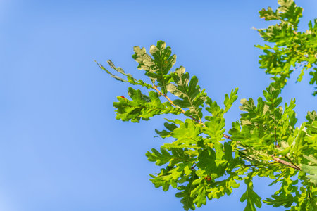 Green oak leaves background. Plant and botanical nature texture. green oak leaves in woods. Green...