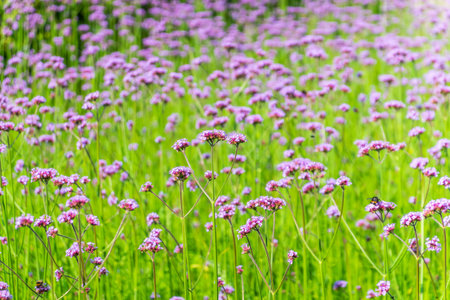 Verbena bonariensis flowers, Argentinian Vervain or Purpletop Vervain, Clustertop Vervain, Tall...