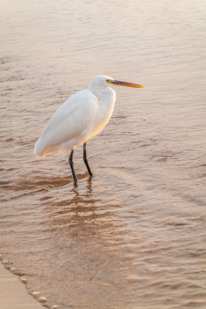 Great egret (Ardea alba), a medium-sized white heron fishing on the sea beach. White heron on the huntの写真素材