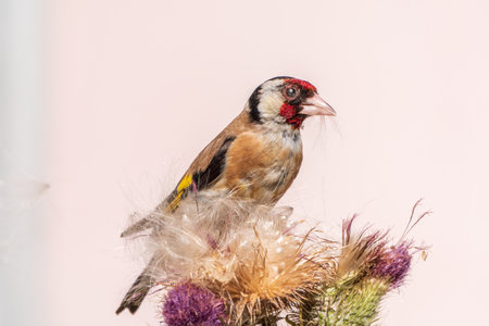 European goldfinch, feeding on the seeds of thistles. European goldfinch or simply goldfinch, latin name Carduelis carduelis, Perched on a Branch of thistleの写真素材