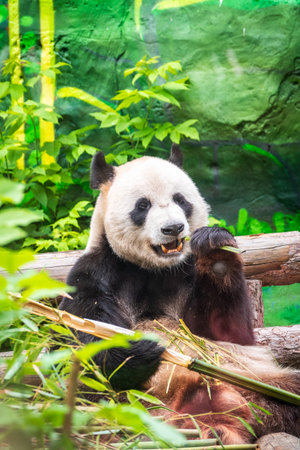 The Giant Panda Bear sits while eating a bamboo stalk. The giant panda, Ailuropoda melanoleucaの写真素材