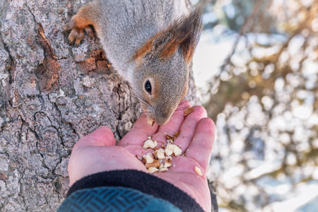 Squirrel in the winter eating nuts from a man's hand. Caring for animals in winter or autumn. Eurasian red squirrel, Sciurus vulgarisの写真素材