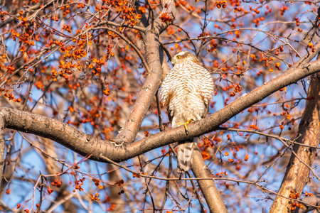 A Eurasian sparrowhawk perched on a branch of a tree outdoors. The Eurasian sparrowhawk (Accipiter nisus), also known as the northern sparrowhawk or simply the sparrowhawkの写真素材