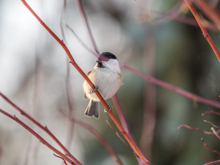 Cute bird The willow tit, song bird sitting on a branch without leaves in the winter. Willow tit perching on tree in winter. The willow tit, lat. Poecile montanus.の写真素材