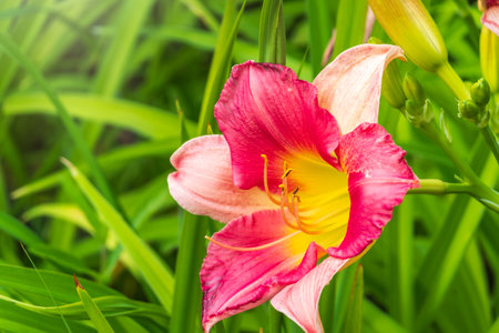 Close up of a pink daylily flower in bloom. A daylily is a flowering plant in the genus Hemerocallis.の写真素材