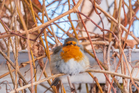 Cute bird the European Robin, Erithacus rubecula. sitting on the tree branch in winter. beautiful song birdの写真素材